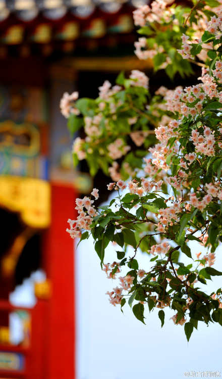 紫禁城 【古华•揪树花】楸树枝干劲挺，花色淡雅，自古在宫苑庙宇中广有种植，令人赏心悦目。乾隆花园古华轩前的一株最为有名。乾隆帝建轩时已有此树，不忍戕伐，遂倚树而建，得“湖石深护径，老楸耸齐檐”之境。春夏之交，花开满树璀璨似锦，故得名“古华”。 照片来自@故宫博物院