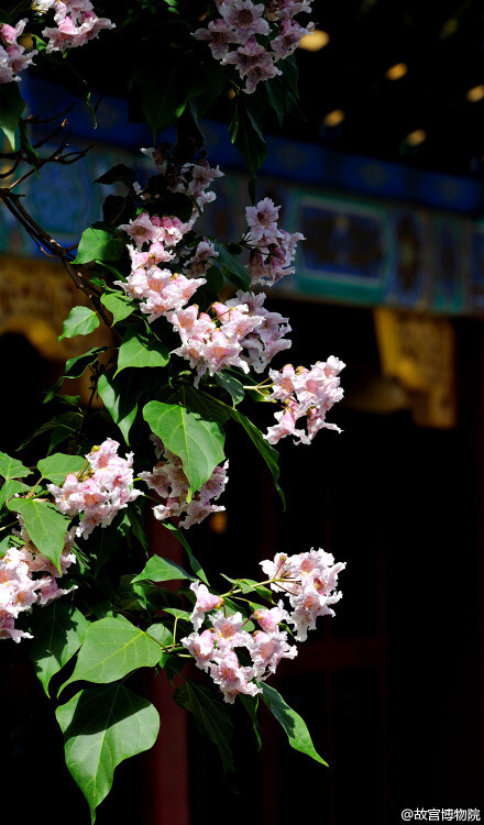 紫禁城 【古华•揪树花】楸树枝干劲挺，花色淡雅，自古在宫苑庙宇中广有种植，令人赏心悦目。乾隆花园古华轩前的一株最为有名。乾隆帝建轩时已有此树，不忍戕伐，遂倚树而建，得“湖石深护径，老楸耸齐檐”之境。春夏之交，花开满树璀璨似锦，故得名“古华”。 照片来自@故宫博物院