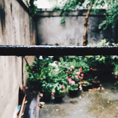 雨后 绍兴 花和栅栏门