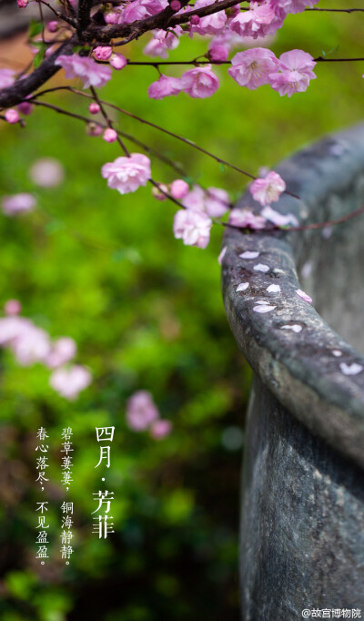 紫禁城 【四月•一城香•海棠】“枝间新绿一重重，小蕾深藏数点红。”桃李争春之时，海棠却只爱惜芳心。寒食一过，紫禁城中许多个角落便开始绽出娇红，一饷间次第满枝头。风起而舞，风定而歇，零落为雪。照片来自@故…