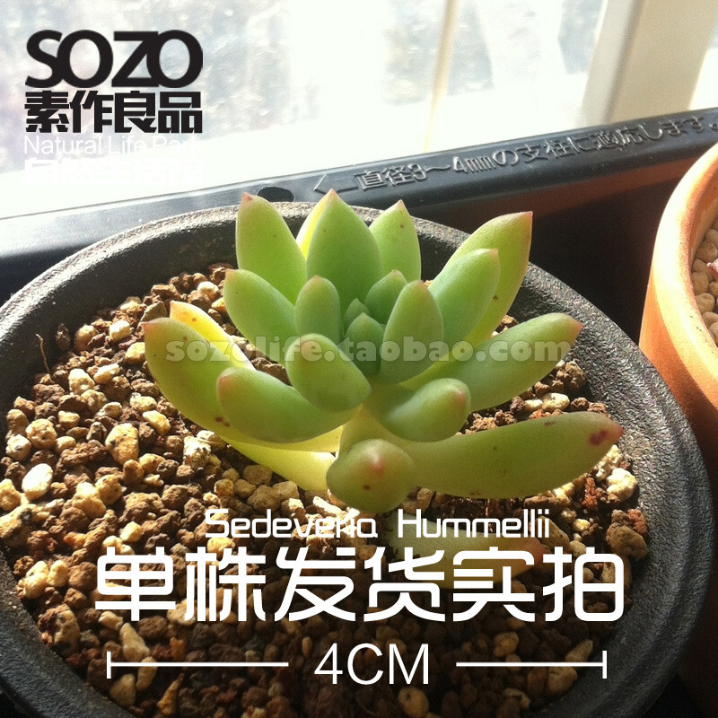 [直径4cm]景天科多浆多肉植物 柳叶莲华状态极佳可组盆混栽;更多新品尽在淘宝素作良品店铺