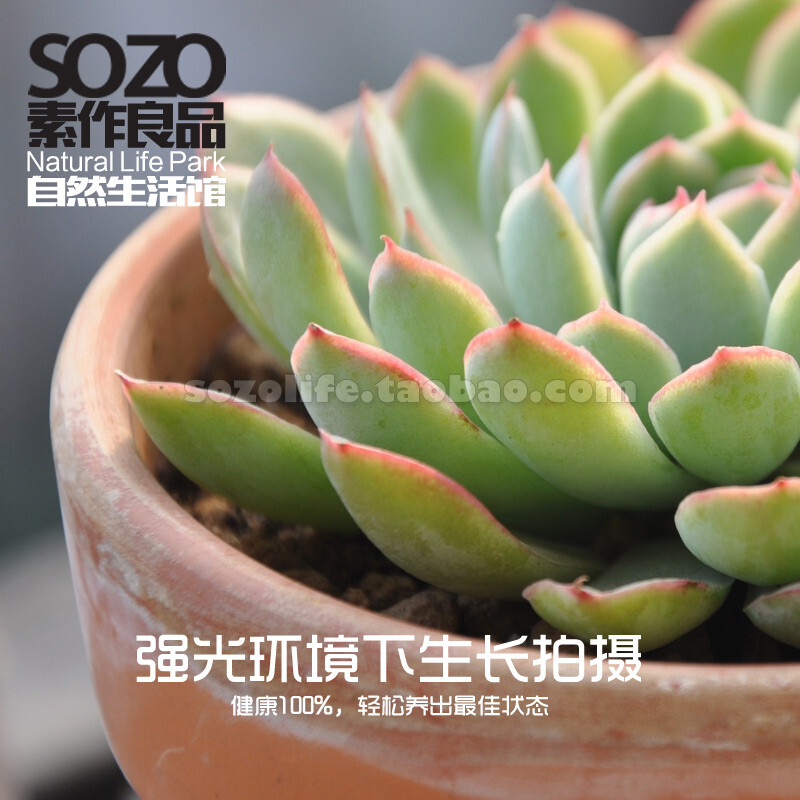 [直径5cm]景天科多肉植物 红边月影 石莲花属传统杂交亲本；更多新品尽在淘宝店铺：素作良品。