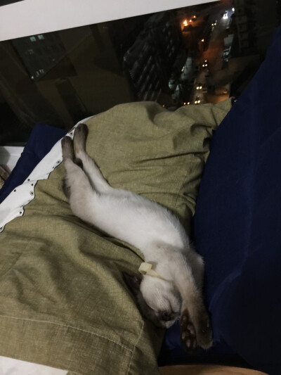 啧样子碎觉最酥服了...