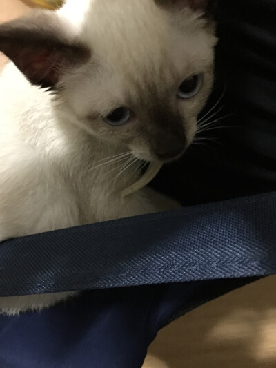 本宫今日身子不爽，你们都退下吧！