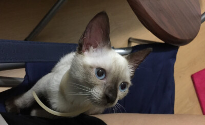 给本宫尝一下！！