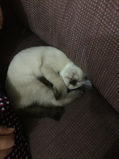 蜷起来碎觉，你可以吗？