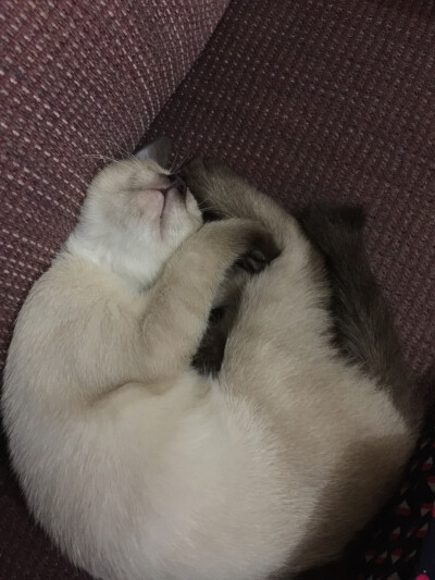 脖子也可以360度呢！