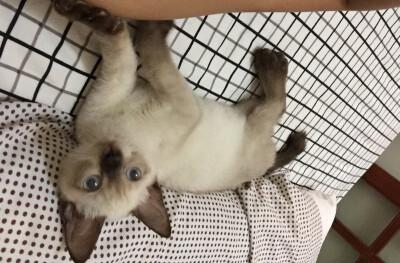 主人，这样的力道可以吗？