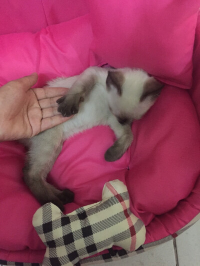 你退下吧！本宫歇息下