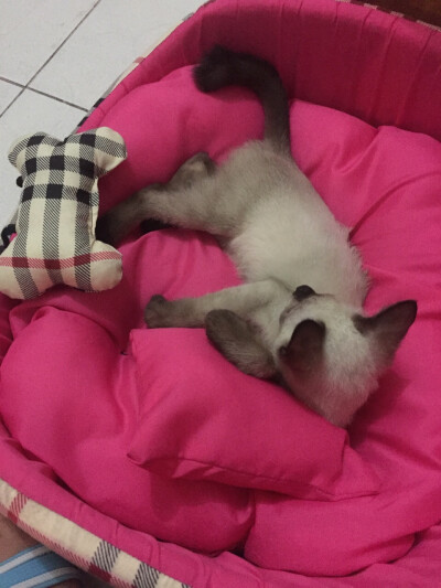 这样的妖娆，可不是想学就能学来的！