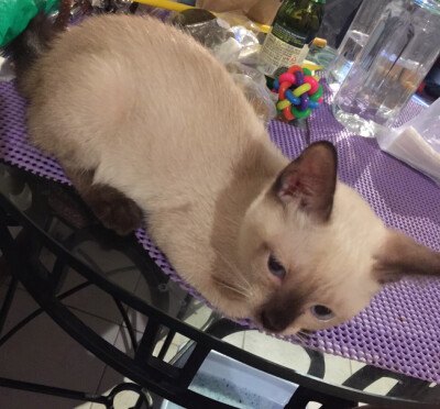 任凭那个彩球是什么玩意，本宫才不稀罕！