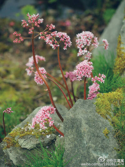 虎耳草科的雨伞草Darmera peltata，原产北美西部，与中国北方原产的同科的独根草十分相似，和独根草一样是先花后叶的