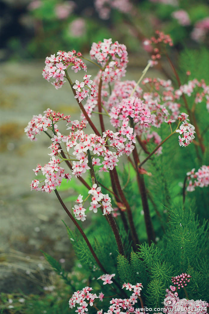 虎耳草科的雨伞草Darmera peltata，原产北美西部