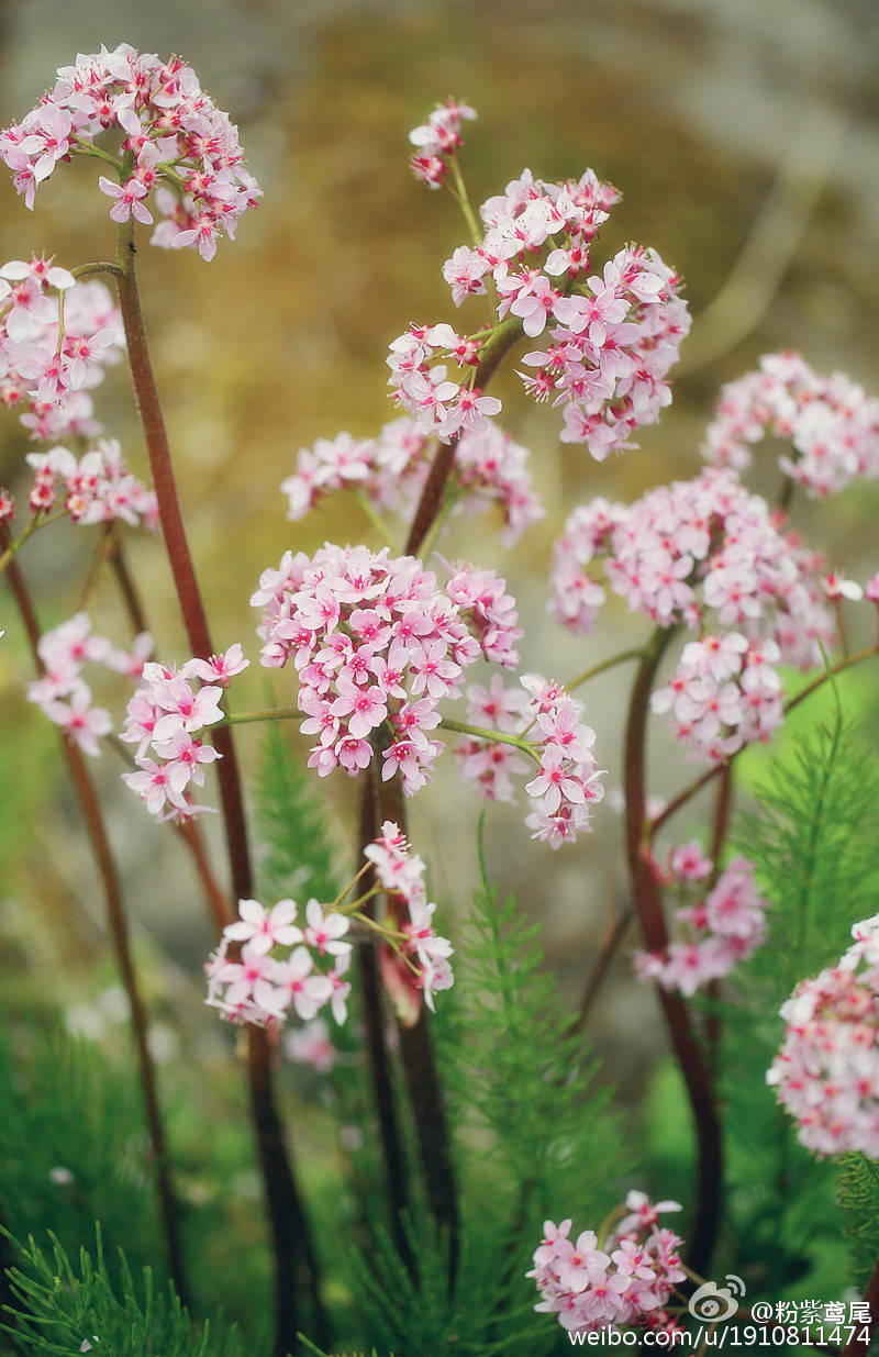 虎耳草科的雨伞草Darmera peltata