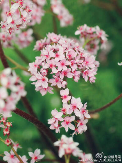 虎耳草科的雨伞草Darmera peltata，原产北美西部