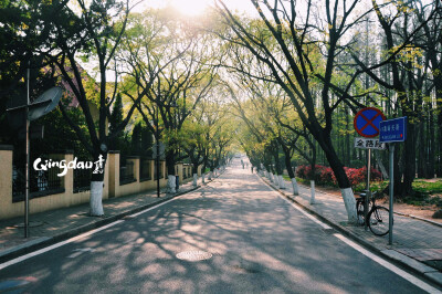 青岛八大关，静得让人心旷神怡，春日里的小满足～