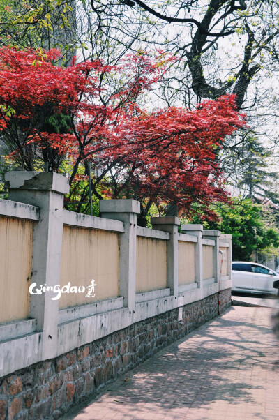 青岛，四月天。红叶，却在不和季节的青岛土地上完美的配合在一起……