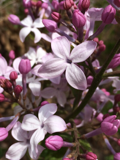 那年花开