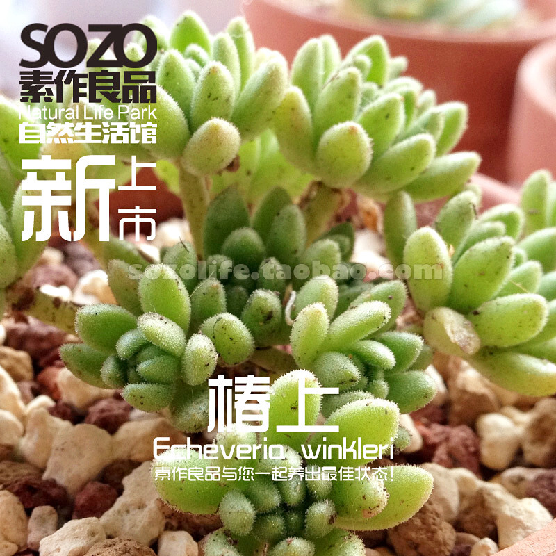 [直径3cm]进口多肉植物 景天科-椿上 简单易养新手练习入门用;更多新品尽在淘宝店铺：素作良品