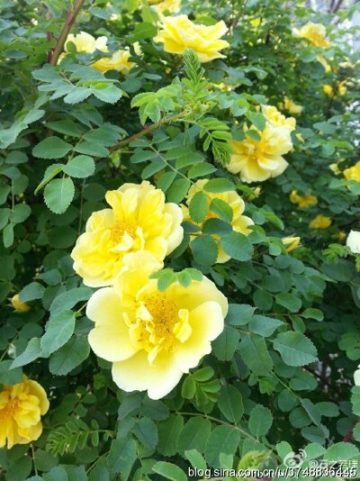 【石之若璞-花事-春日觅花影】 中文学名：黄刺玫~拉丁学名：Rosa xanthina Lindl.~别 称：刺玖花、黄刺莓、破皮刺玫、刺玫花~蔷薇科-蔷薇属~