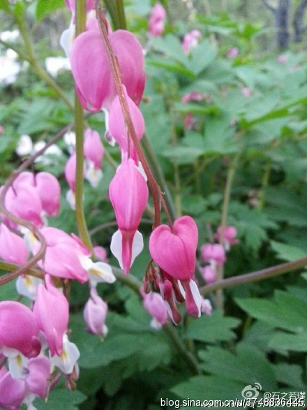 【石之若璞-花事-春日觅花影】荷包牡丹~拉丁学名：Dicentra spectabilis (L.) Lem.~别 称：荷包花、蒲包花、兔儿牡丹、铃儿草、鱼儿牡丹~罂粟科-荷包牡丹亚科-荷包牡丹属~