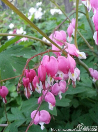 【石之若璞-花事-春日觅花影】荷包牡丹~拉丁学名：Dicentra spectabilis (L.) Lem.~别 称：荷包花、蒲包花、兔儿牡丹、铃儿草、鱼儿牡丹~罂粟科-荷包牡丹亚科-荷包牡丹属~