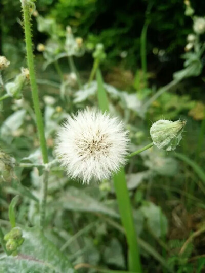 绒花，绒花~