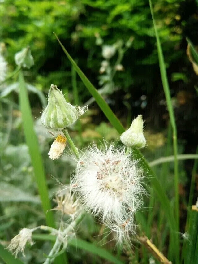 即将花事情了的绒花～