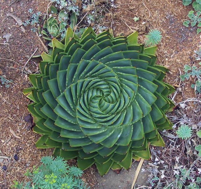 多叶芦荟 (Aloe Polyphylla, 又称螺旋芦荟)