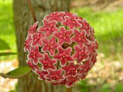 球兰 (Hoya Pubicalyx)