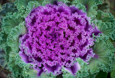 Fractal Cabbage