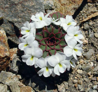 球囊堇菜 (Viola Sacculus)