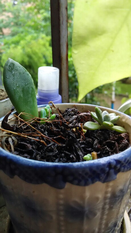 从家里带的宝石花发芽了，经过四个小时的高铁，数天的积蓄。热爱一切富有生命力的事物。