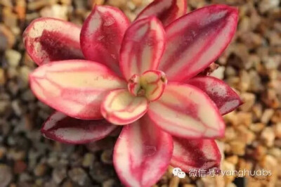 红司［锦］ Echeveria Nodulosa variegated