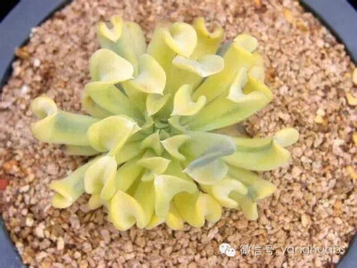 特玉莲［锦］ Echeveria runyonii Topsy Turvy variegated