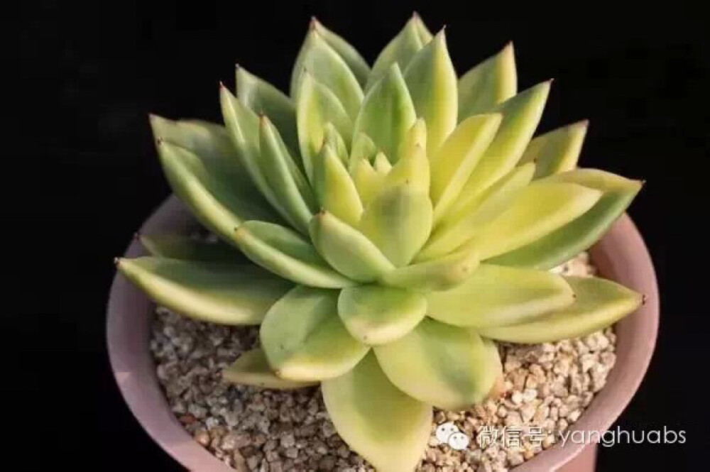 东云［锦］ Echeveria Agavoides variegated