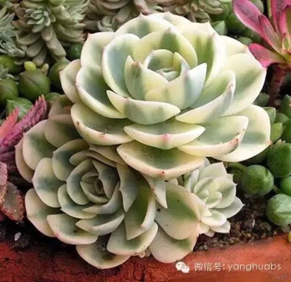 玉蝶［锦］ Echeveria secunda var. glauca