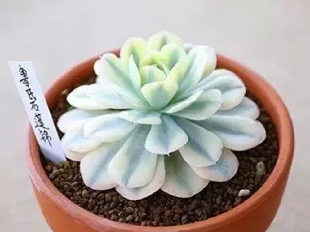 鲁氏石莲［锦］ Echeveria runyonii variegated