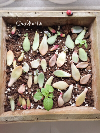 《Cat world》2015.5.5