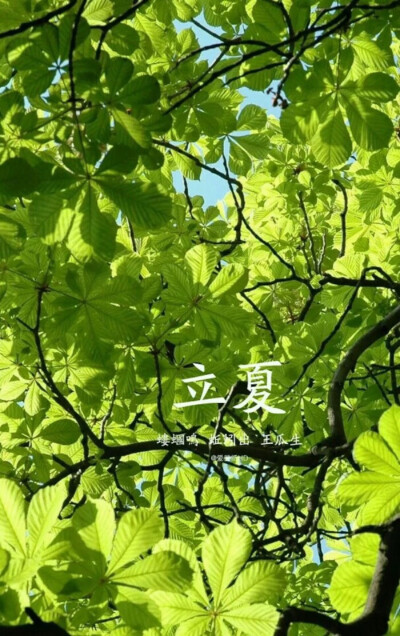 立夏