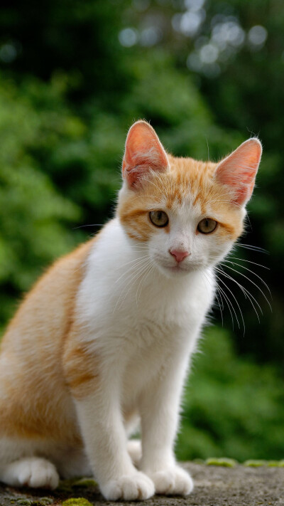 猫咪 喵星人 萌宠 动物 可爱 壁纸