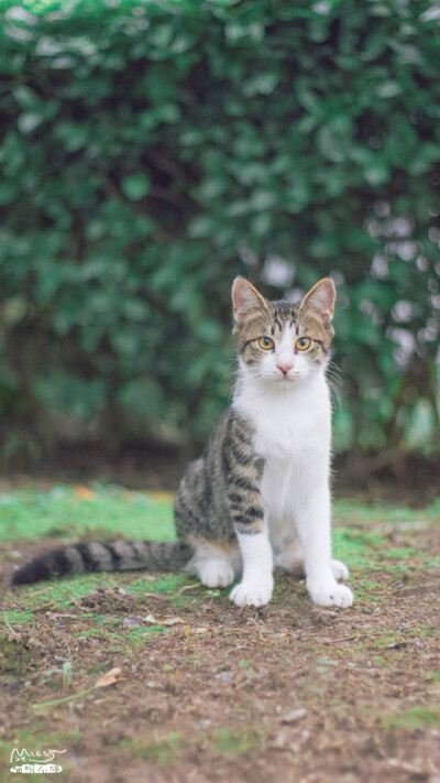 猫咪 喵星人 萌宠 动物 可爱 壁纸