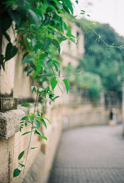 “自是寻春去校迟,不须惆怅怨芳时.狂风落尽深红色,绿叶成阴子满枝.”