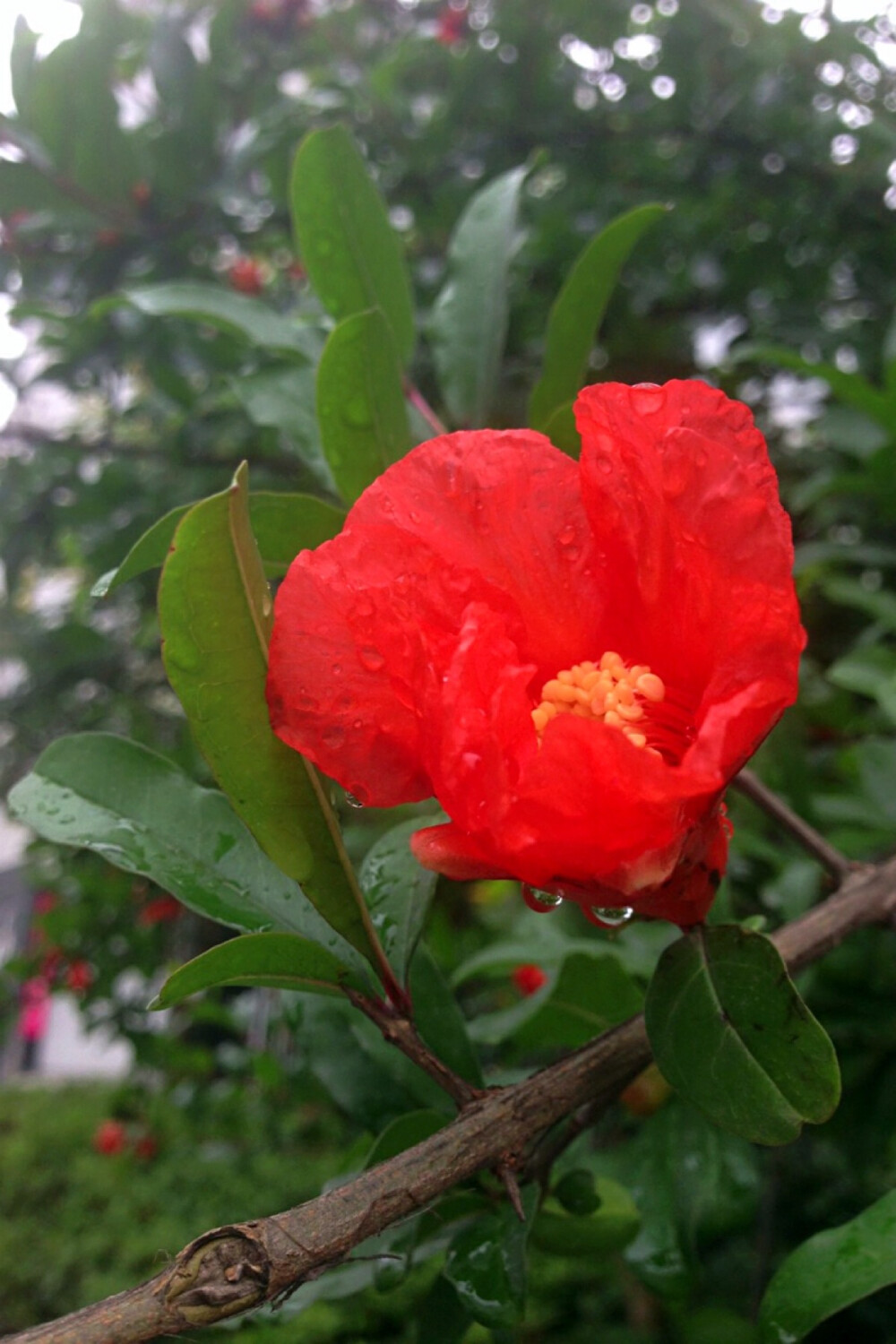 《夏日西斋书事》 年代:宋 作者: 司马光 榴花映叶未全开 板影沉沉雨势来 小院地偏人不到 满庭鸟迹印苍苔