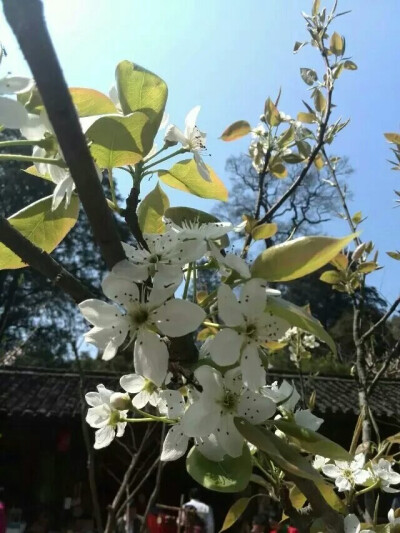 桃李不须夸烂漫