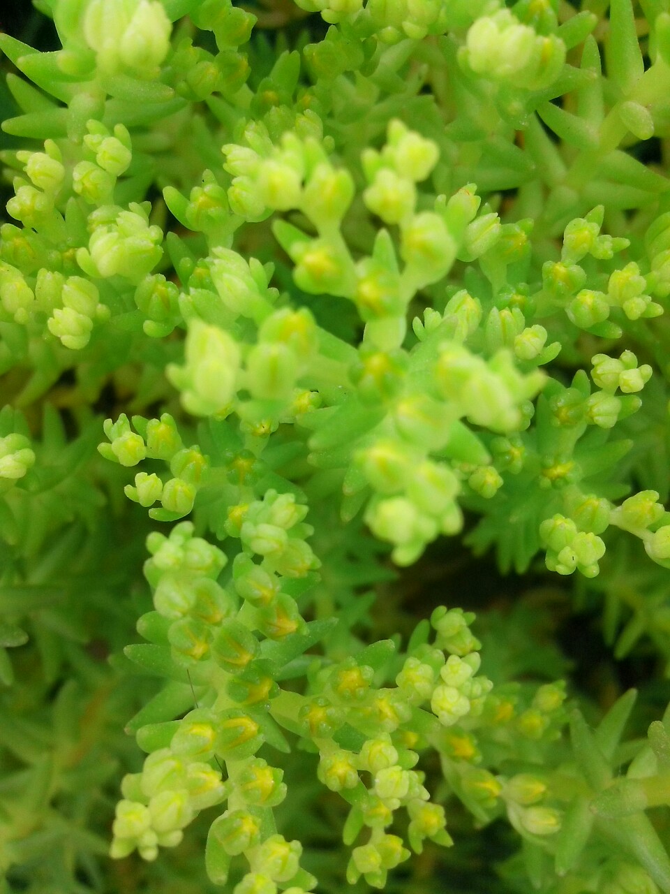 浅草