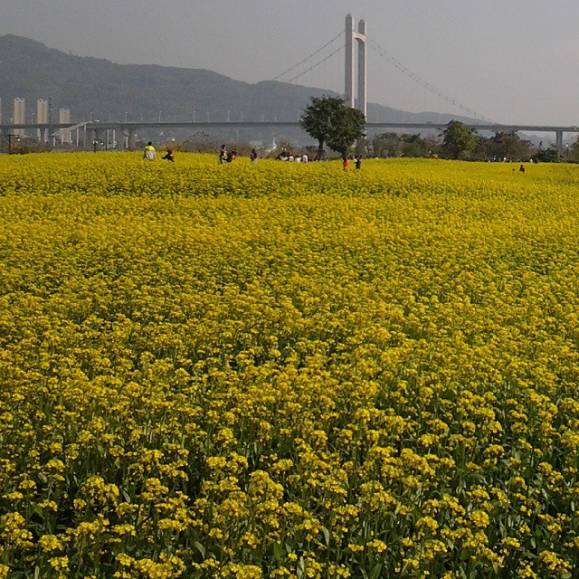 油菜花