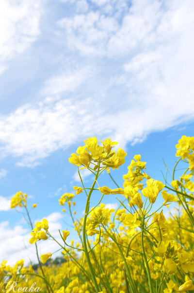 油菜花