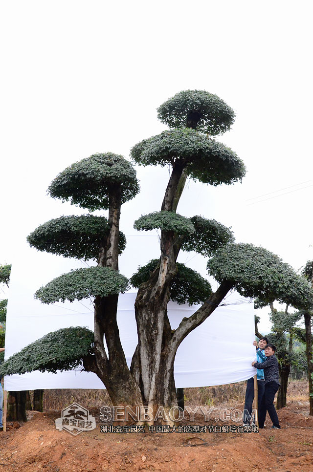 对节白蜡树桩