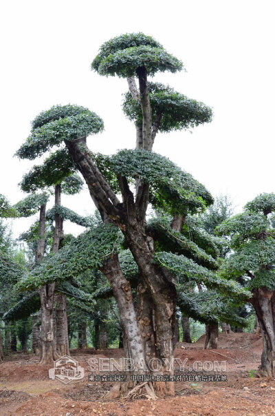 京山对节白蜡